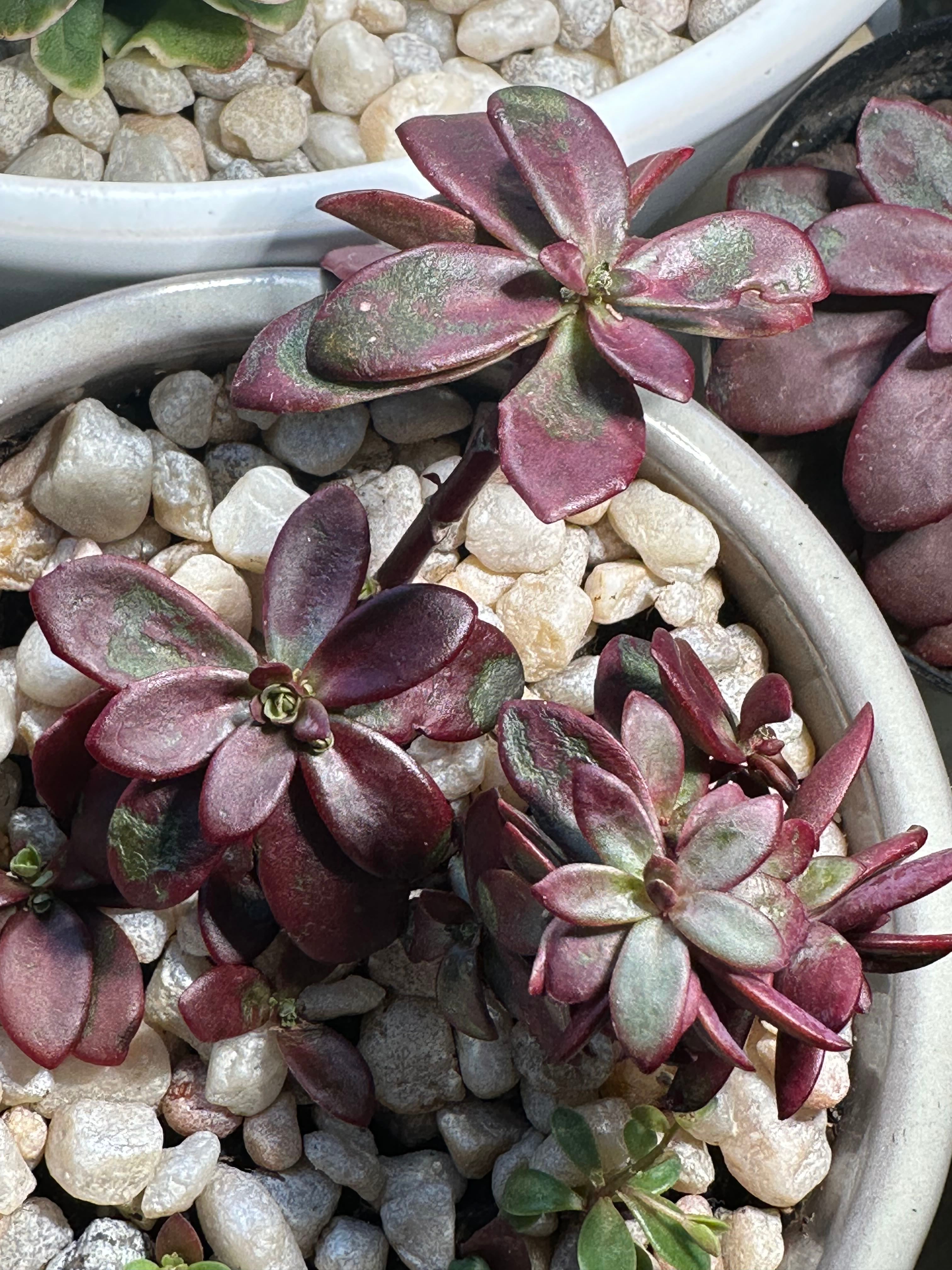 🍂 Why Autumn Sedum Is Not an Annual