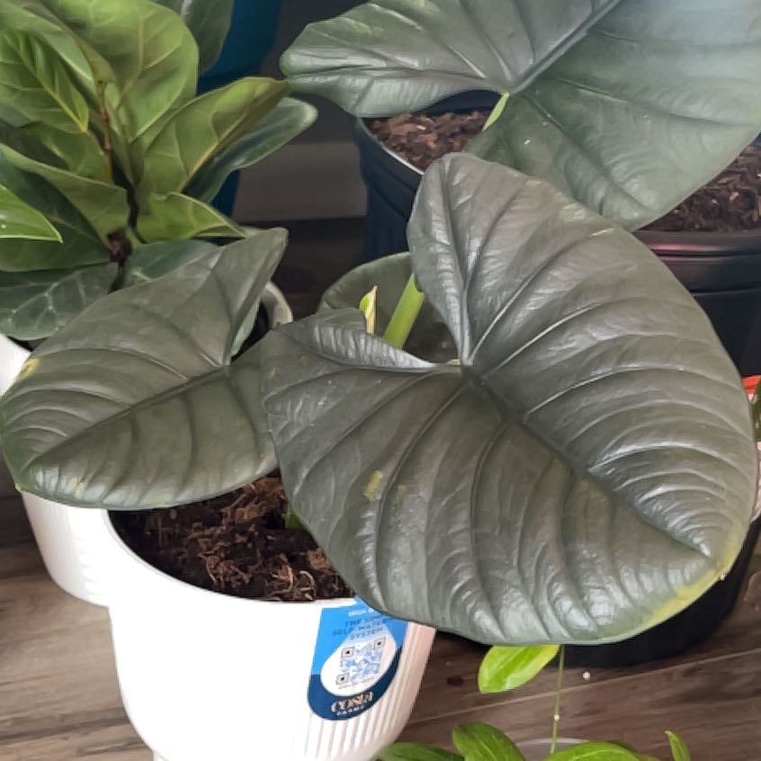 Photo of the plant species Alocasia Reginae Black by @BeefySourcherry named Nemo on Greg, the plant care app