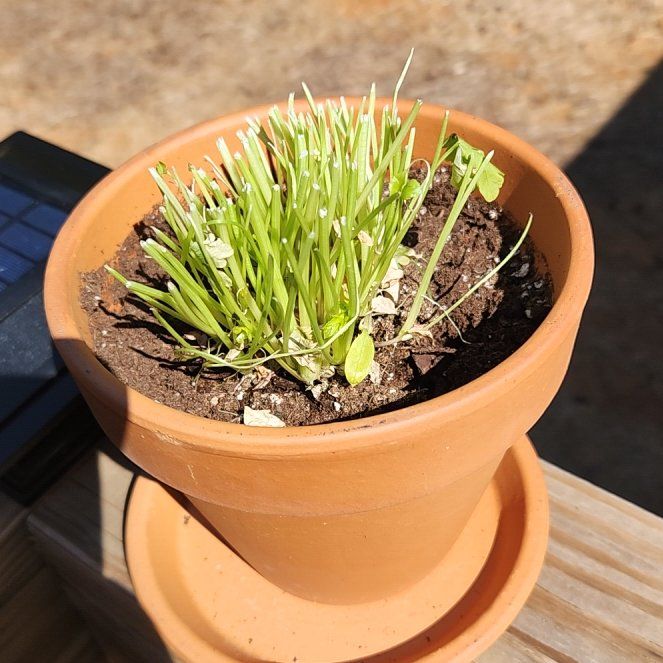 Photo of the plant species Curly (Common) Parsley by @AffluentPepper named Lebron on Greg, the plant care app