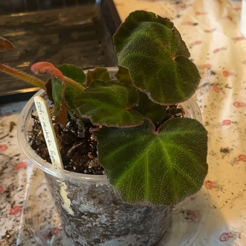 Photo of the plant species Begonia Variegated by @Jenlarouge named Nemo on Greg, the plant care app