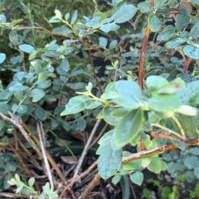 Photo of the plant species Pink Icing Blueberry by @VipYellowmombin named Blueberry on Greg, the plant care app