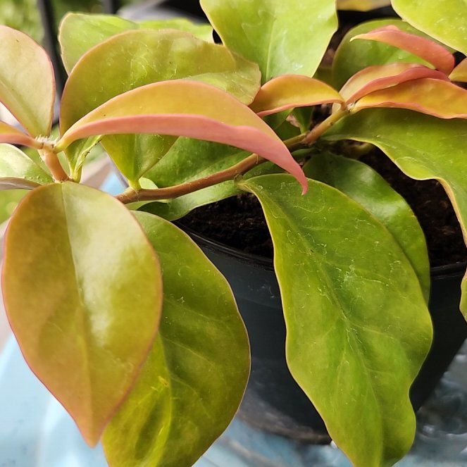 Photo of the plant species lemon vine by @Vastra218 named Lenny on Greg, the plant care app