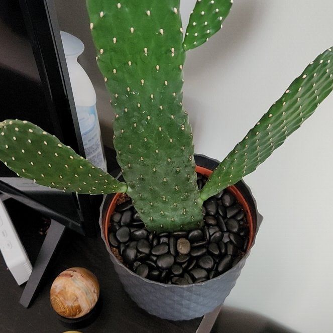 Photo of the plant species Spineless Prickly Pear by @Vastra218 named Spike on Greg, the plant care app