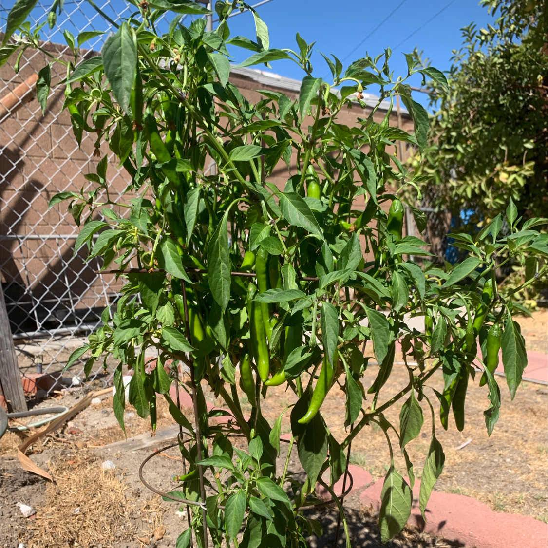 Photo of the plant species Korean Hot Pepper by @July named Chilime on Greg, the plant care app
