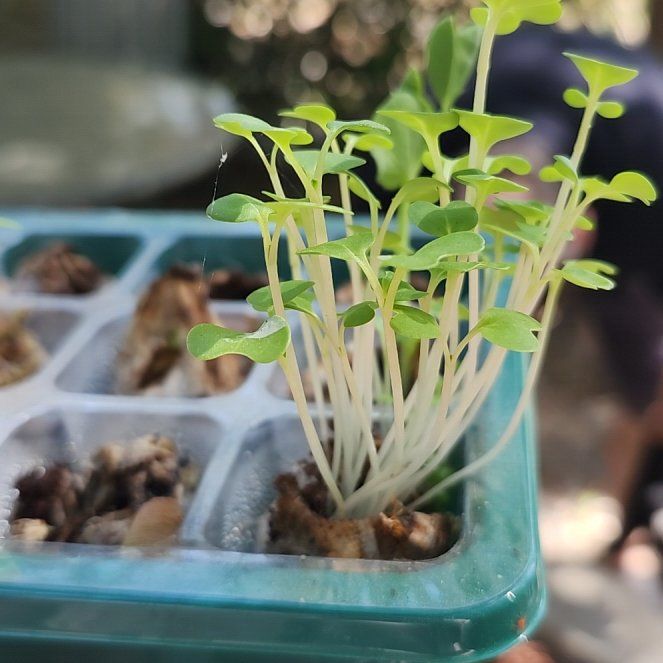 Photo of the plant species Streambank Springbeauty by @GoldCrystalbell named Forrest on Greg, the plant care app