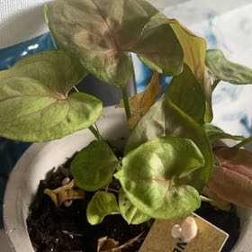 Photo of the plant species Pink Allusion by @PuissantWasabi named Pearl on Greg, the plant care app