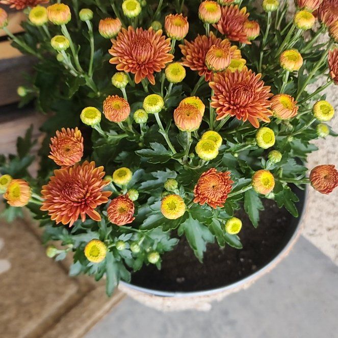 Photo of the plant species Garden Mum by @OpulentMelon named Sanders on Greg, the plant care app