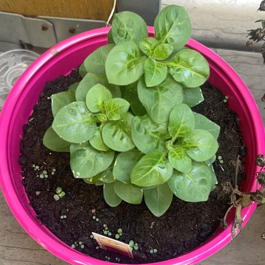 Photo of the plant species Pink Sky Petunia by @StrongCreamcups named Forrest on Greg, the plant care app