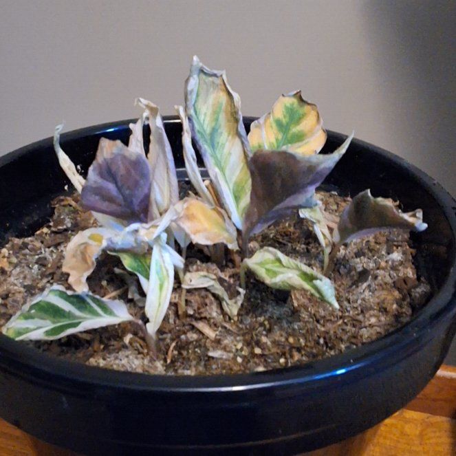 Photo of the plant species Calathea 'Stella' White Fusion by @StoutIngaedulis named Athena on Greg, the plant care app
