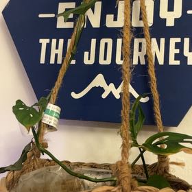 Photo of the plant species Monstera Adonsonii by @MoeyFaerie named Cheese on Greg, the plant care app