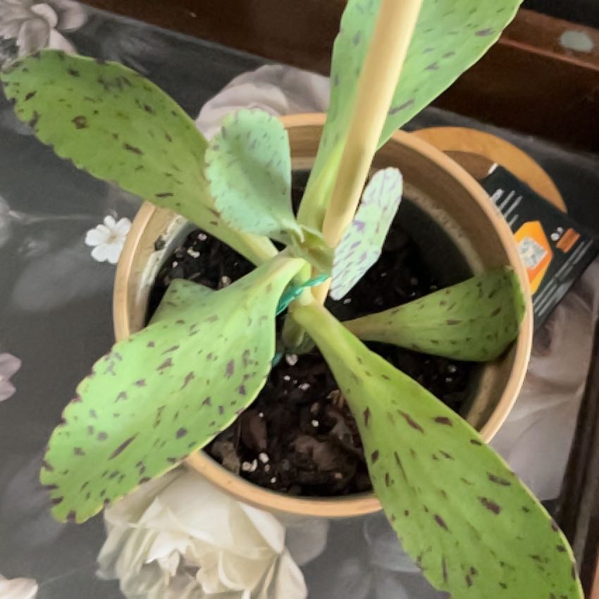 Photo of the plant species Penwiper Plant by @MoeyFaerie named Flap on Greg, the plant care app