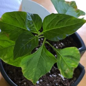 Photo of the plant species Chinese Lantern by @MoeyFaerie named Lumos on Greg, the plant care app