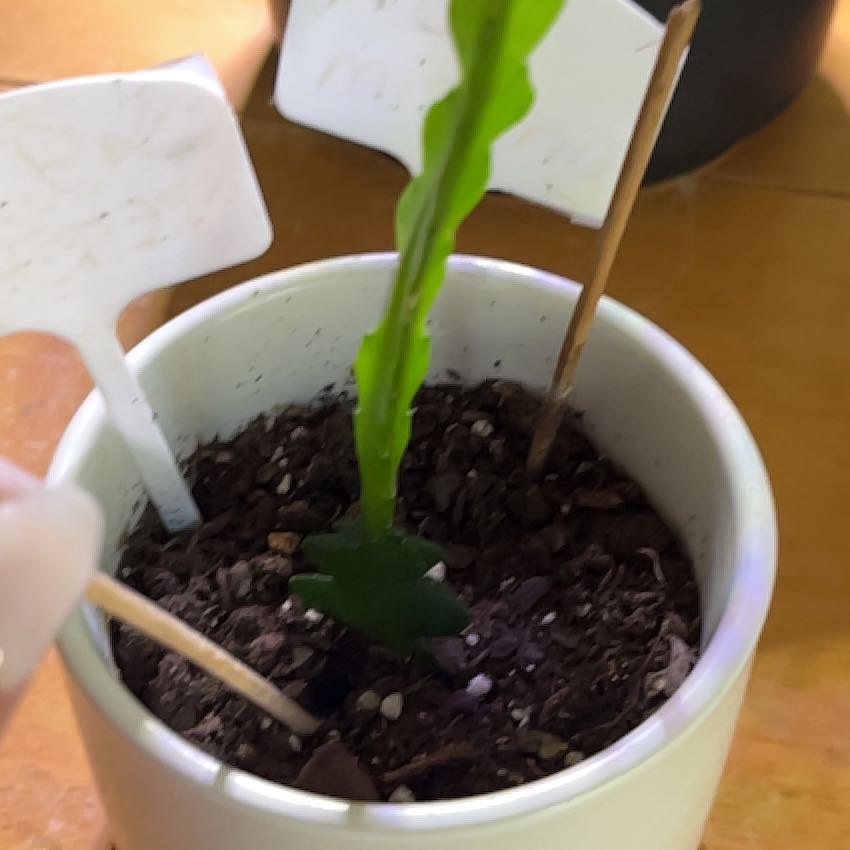 Photo of the plant species Ric Rac Cactus by @MoeyFaerie named RicRac on Greg, the plant care app