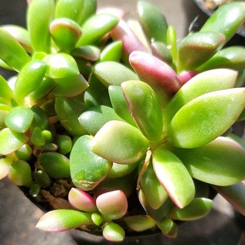 Photo of the plant species Anacampseros telephiastrum by @ProudlyMatgrass named Beyonce on Greg, the plant care app