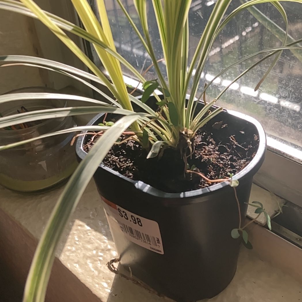 Photo of the plant species Aztec grass by @FabStarfishaloe named Achilles on Greg, the plant care app