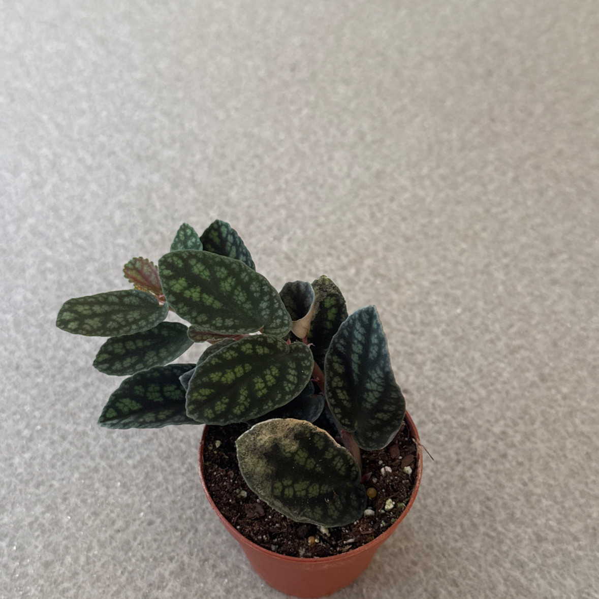 Photo of the plant species Polynesian Ivy by @yung_karleeszy named Beckham on Greg, the plant care app