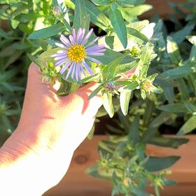 Photo of the plant species Garden Aster by @FabLippia96 named Denali on Greg, the plant care app