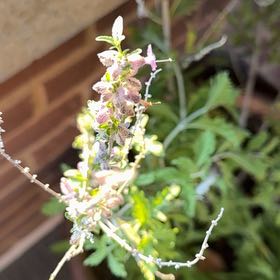 Photo of the plant species Perovskia atriplicifolia by @FabLippia96 named Walt on Greg, the plant care app