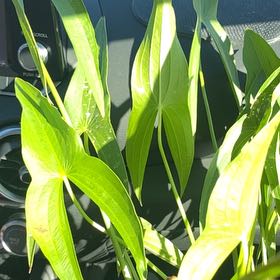 Photo of the plant species Broadleaf Arrowhead by @FairAnimatedoat named Bella on Greg, the plant care app