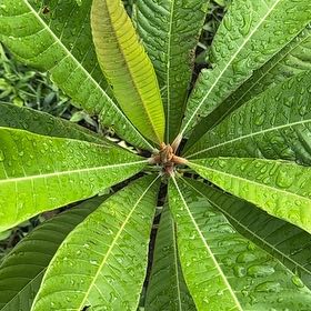 Photo of the plant species mamey sapote by @ThinkToExist named Key West Mamey on Greg, the plant care app