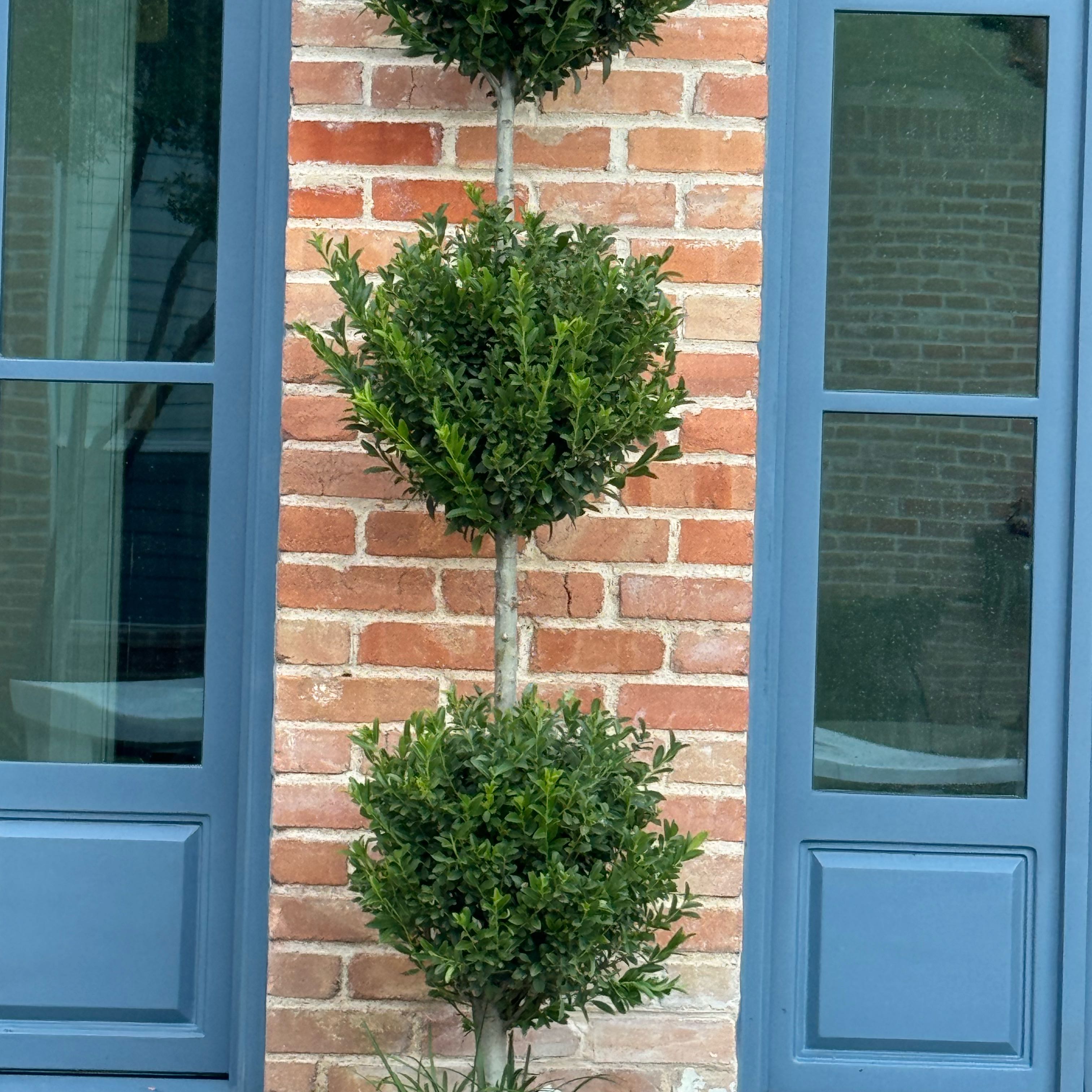Photo of the plant species Emerald Colonnade Holly by @AliveBhutanpine named Beckham on Greg, the plant care app