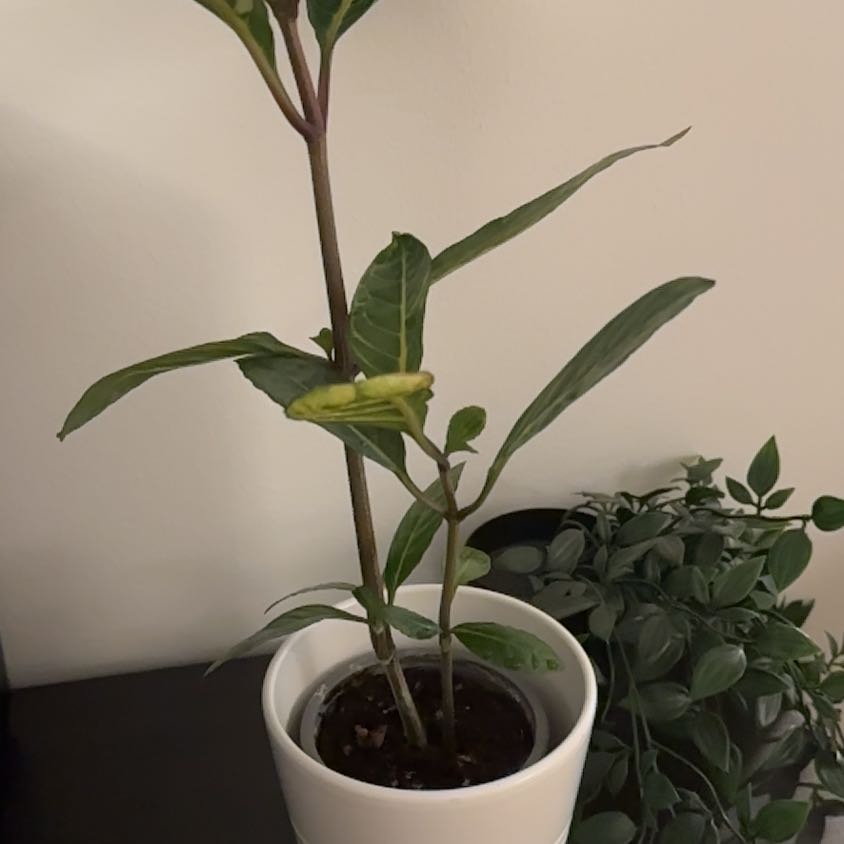 Photo of the plant species Shrubby White Vein by @YesLopsidedoat named Bella on Greg, the plant care app