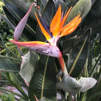 Bird of Paradise plant in Jefferson, Maryland