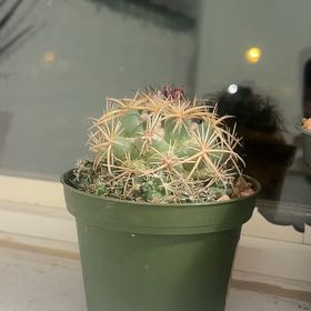 Photo of the plant species Rhinoceros Cactus by @FairBeakedrush named Austen on Greg, the plant care app