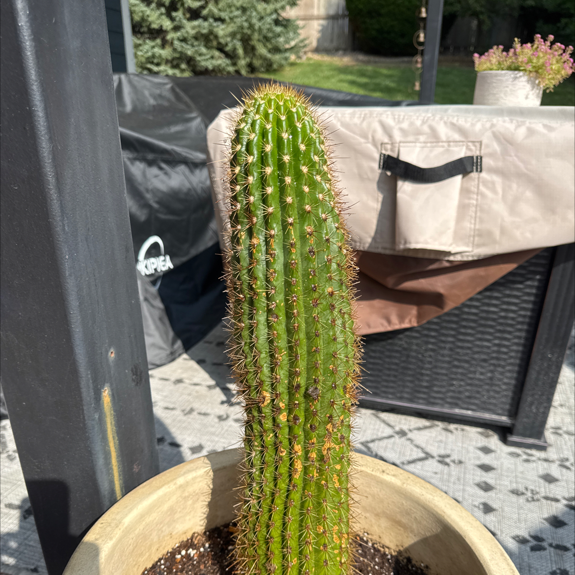 Photo of the plant species Red Torch Cactus by @EarlyRedspinach named Achilles on Greg, the plant care app