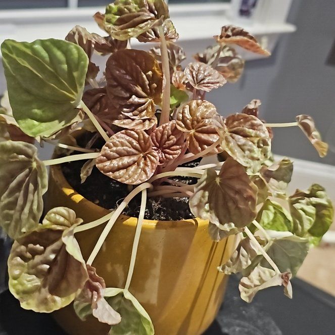 Photo of the plant species Pepperomia Quito by @BestEaredwillow named Keanu Leaves on Greg, the plant care app