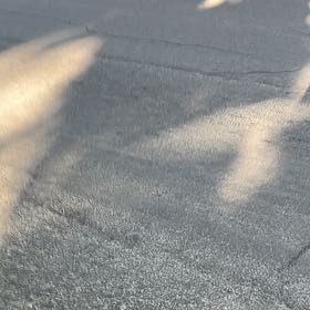 Photo of the plant species California Croton by @WiseEyelashcup named Sigmund on Greg, the plant care app