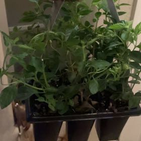 Photo of the plant species Irene Lantana by @KindBeans named Forrest on Greg, the plant care app