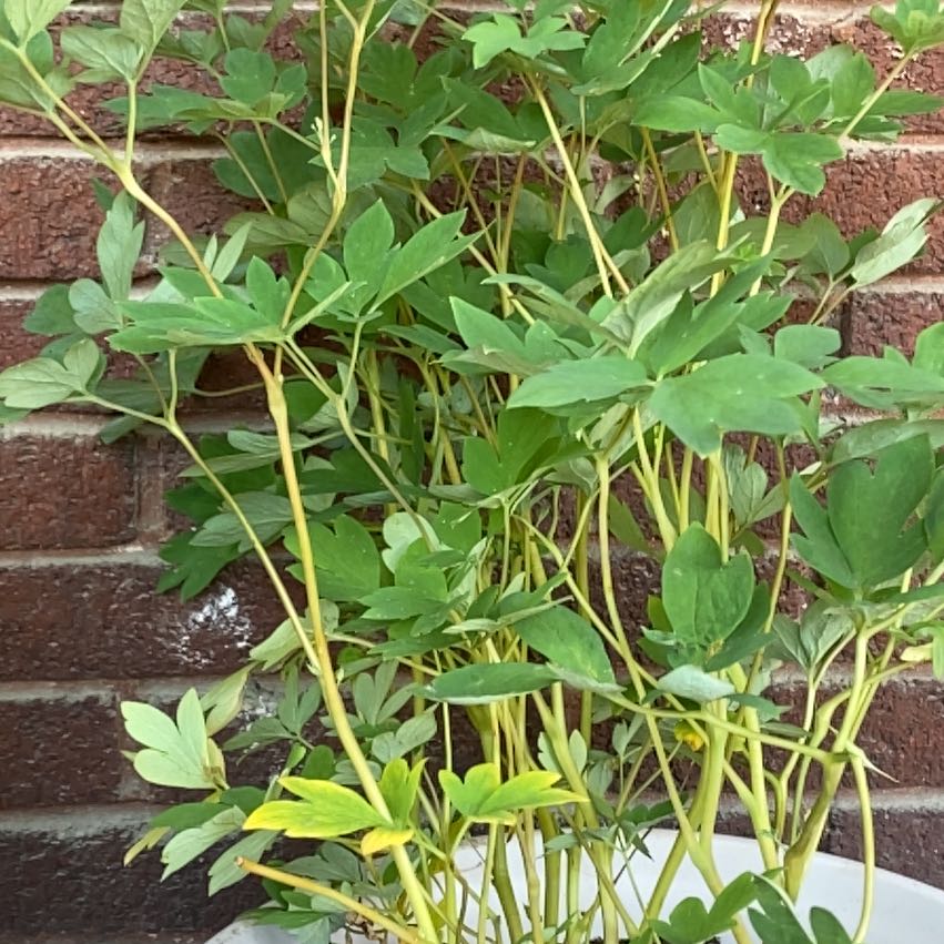 Photo of the plant species Asian Bleeding-Heart by @GuruDustymiller named priscilla on Greg, the plant care app