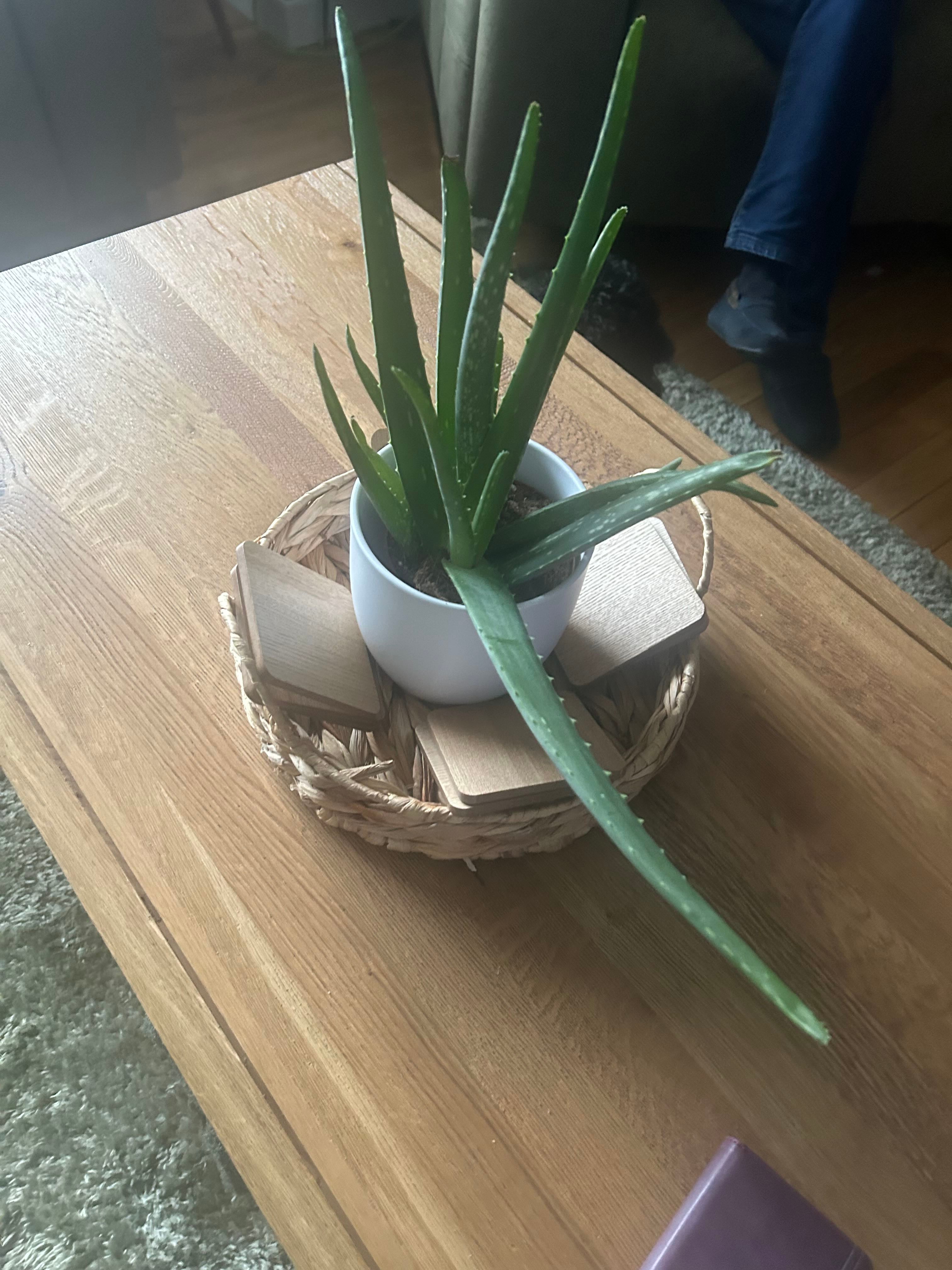 Pillans' Star How Much Water & Light Does it Need to Thrive?