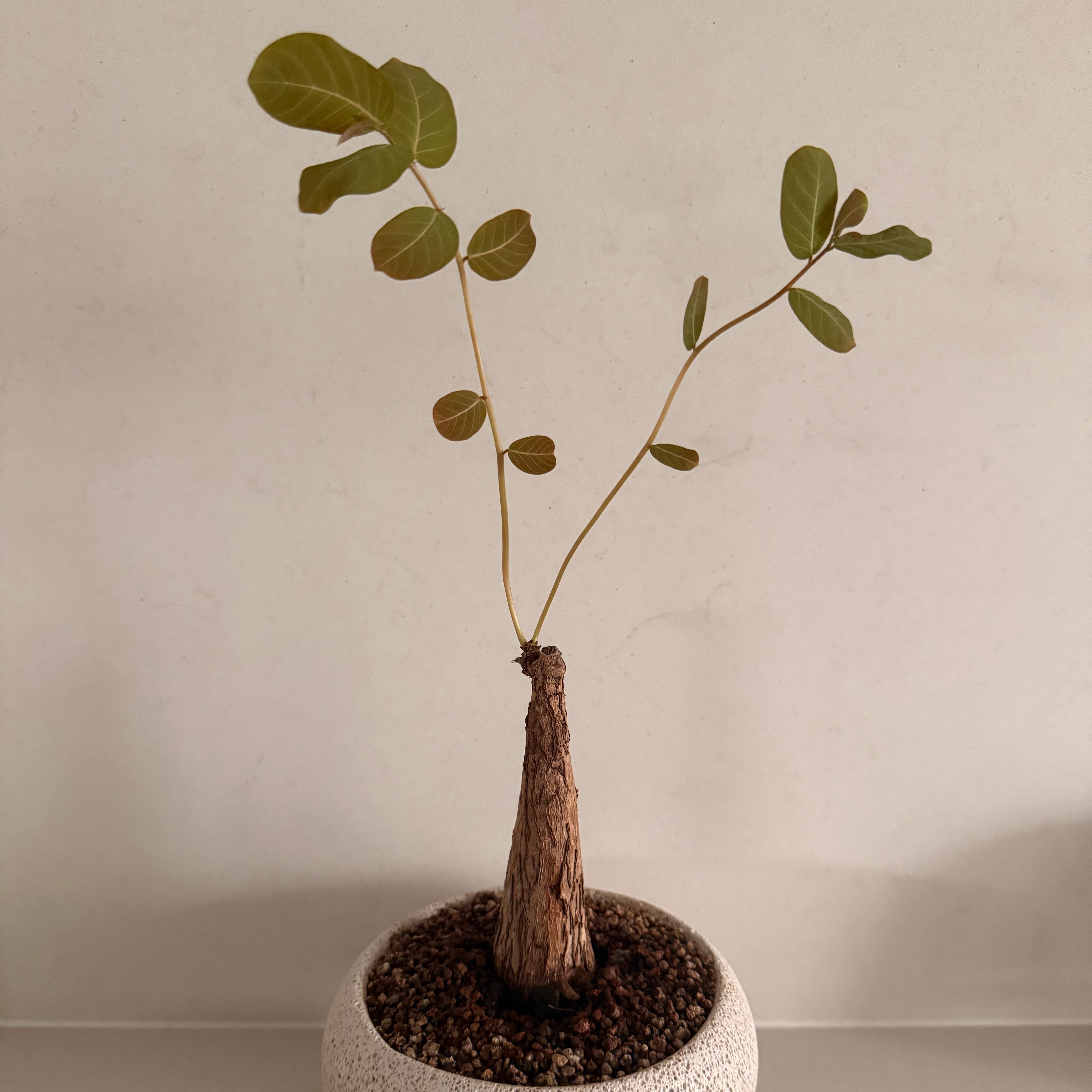 Photo of the plant species Phyllanthus mirabilis by @EvilWeevil named Athena on Greg, the plant care app