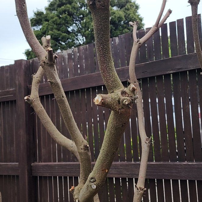Photo of the plant species Coast Banksia by @LucentLuronium named Madonna on Greg, the plant care app