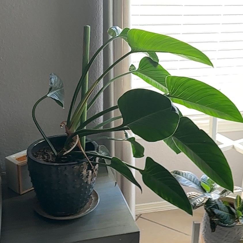 Photo of the plant species Green Philodendron by @HighLuscious named Doja Cat on Greg, the plant care app