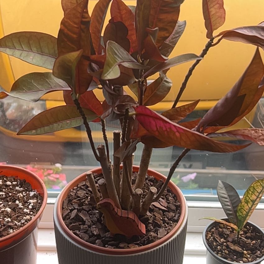 Photo of the plant species Iceton Croton by @BurntMud named Missy on Greg, the plant care app