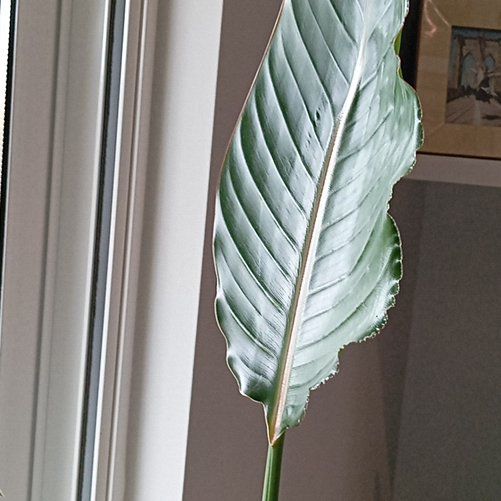 Plant care for Bird of Paradise on Greg, the plant care app