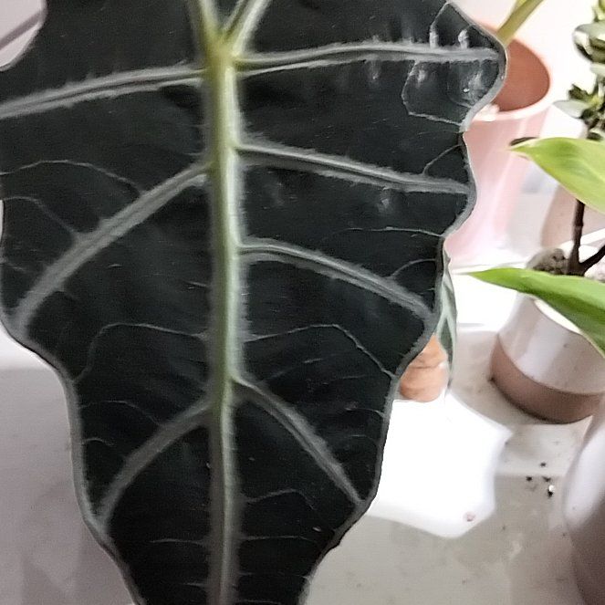 Photo of the plant species Alocasia by @PeppyBlackbent named Duke on Greg, the plant care app