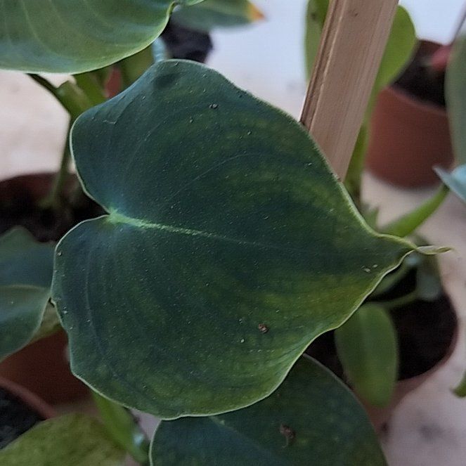 Photo of the plant species Philodendron lupinum by @PeppyBlackbent named Treeyoncé on Greg, the plant care app
