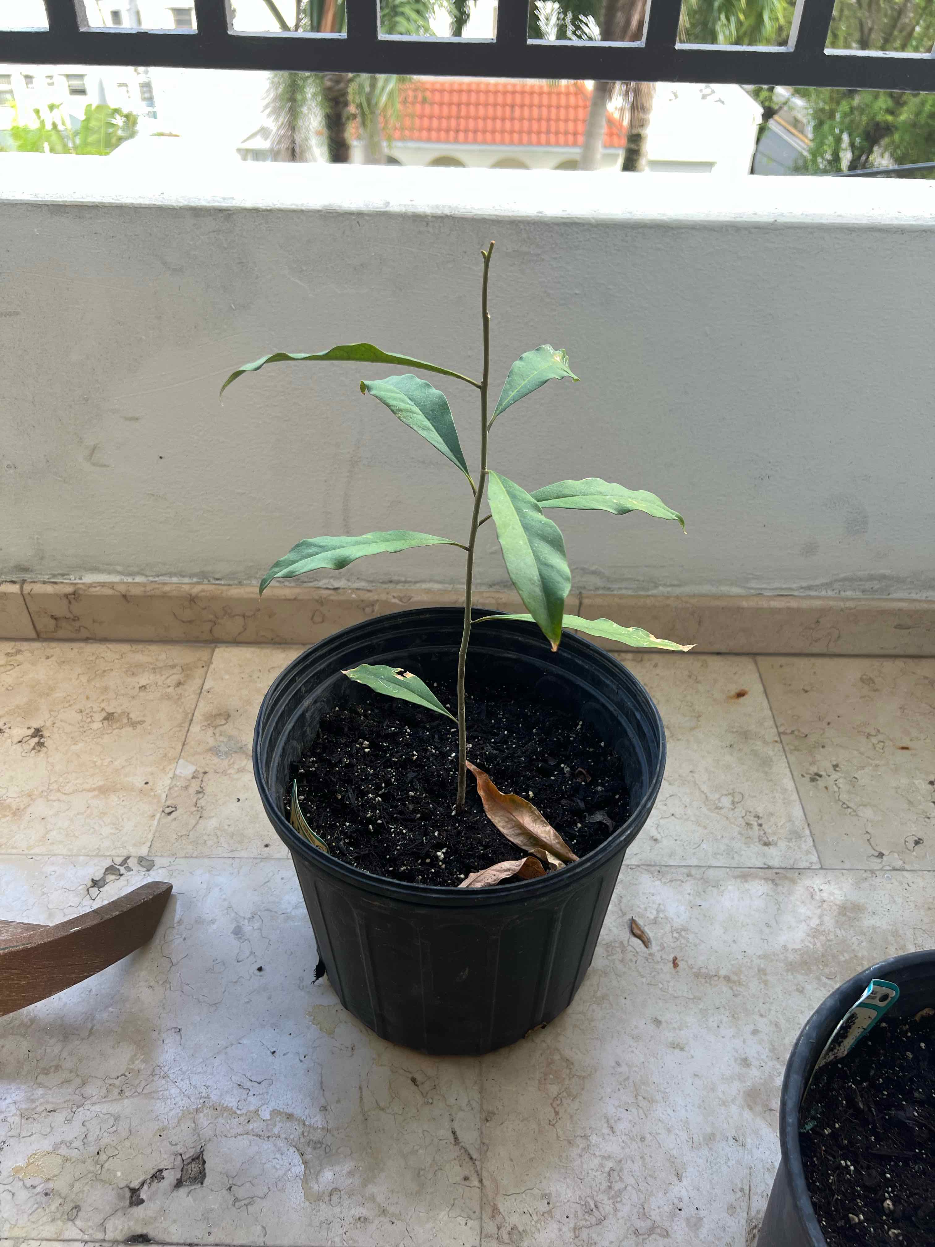Photo of the plant species Lady of the Night by @apaganini named Alhelí Falso Árbol on Greg, the plant care app