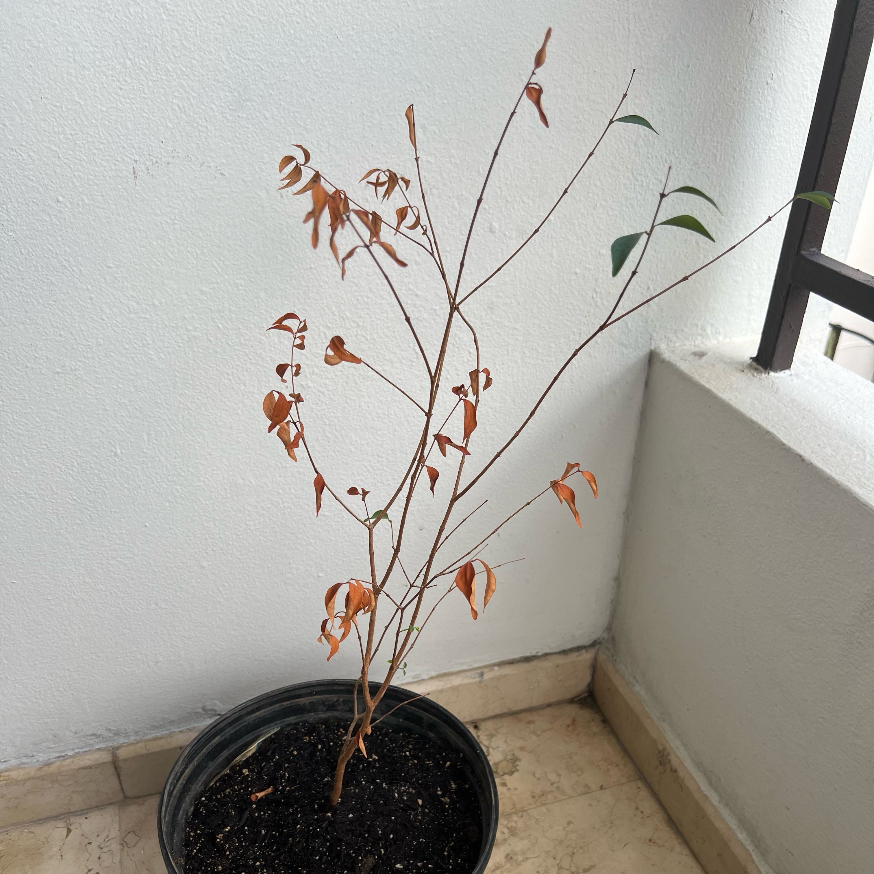 Photo of the plant species Hoja Menuda by @apaganini named Hoja Menuda Árbol on Greg, the plant care app