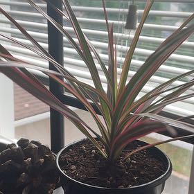 Photo of the plant species Song of India by @SilveryBibi named Jinora on Greg, the plant care app