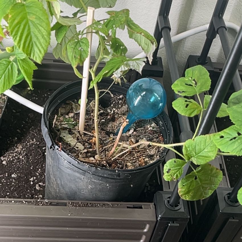 Photo of the plant species Raspberry by @AngelBegoniarex named Robert Plant on Greg, the plant care app