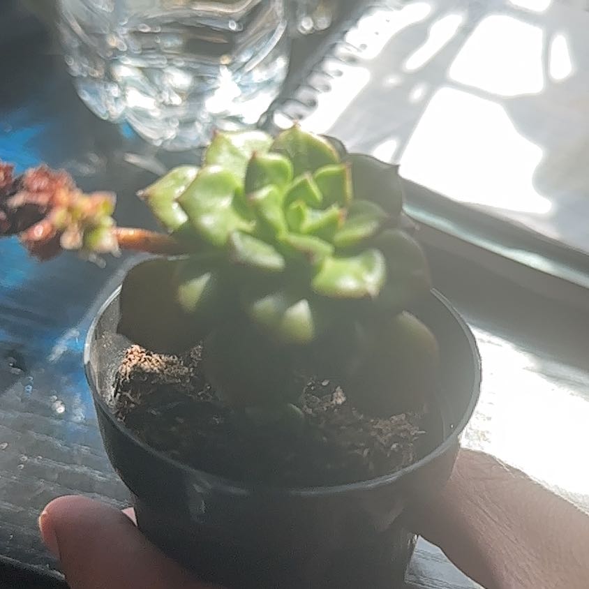 Photo of the plant species Echeveria Apus by @YouthfulRedvein named Naomi on Greg, the plant care app