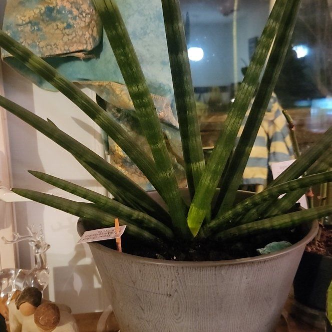 Plant care for Star Plant on Greg, the plant care app