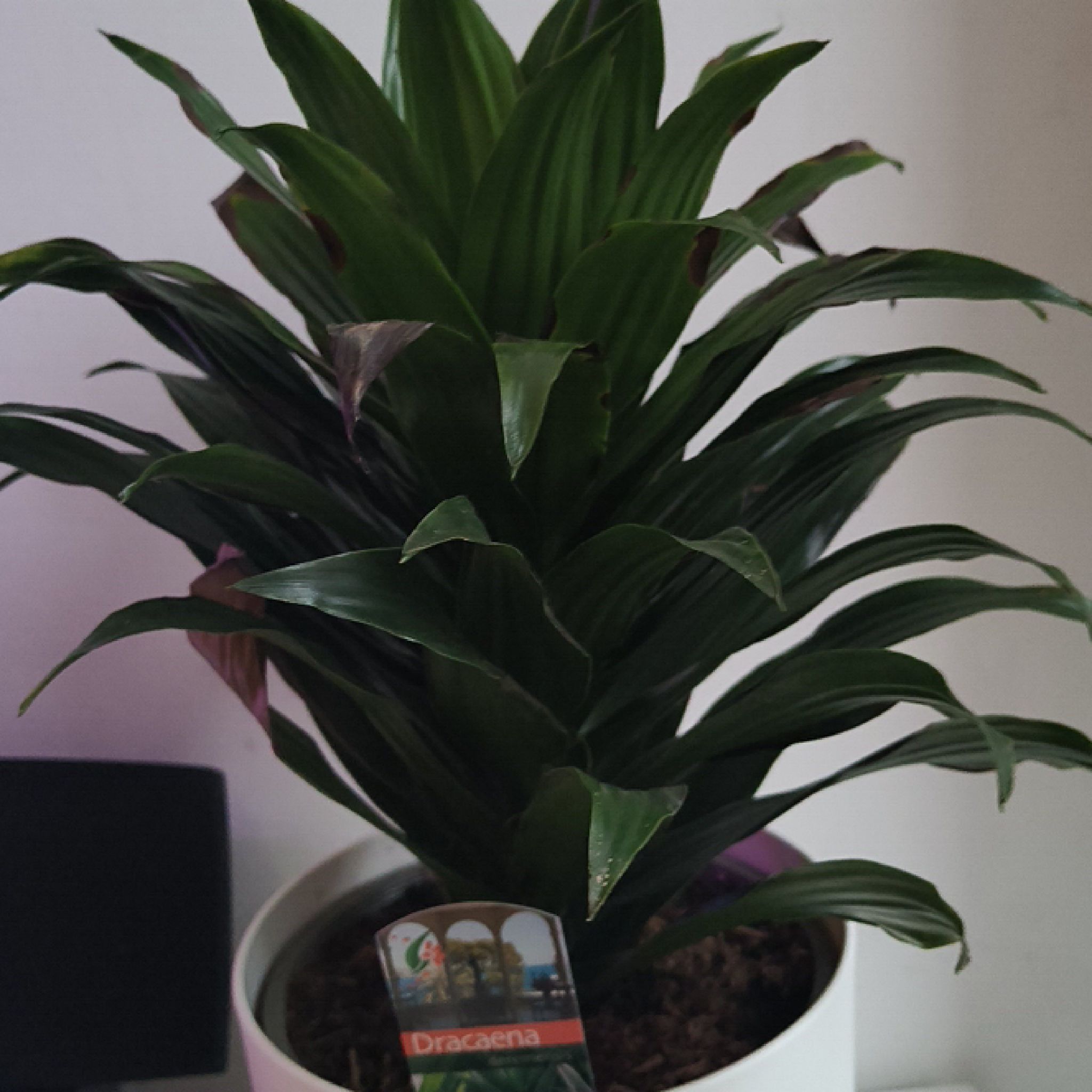 Photo of the plant species Dracaena 'Torch' by @SaintlyHardpine named Sir Plancelot on Greg, the plant care app