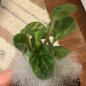 Photo of the plant species Peperomia Burbella by @VastTorreypine named Anne on Greg, the plant care app