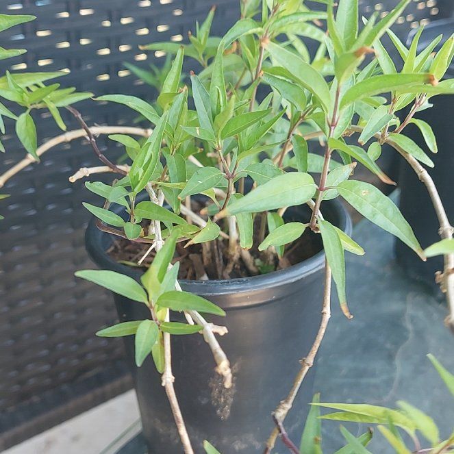 Photo of the plant species Texas Firecracker by @RadMarbledagave named Kardashian on Greg, the plant care app